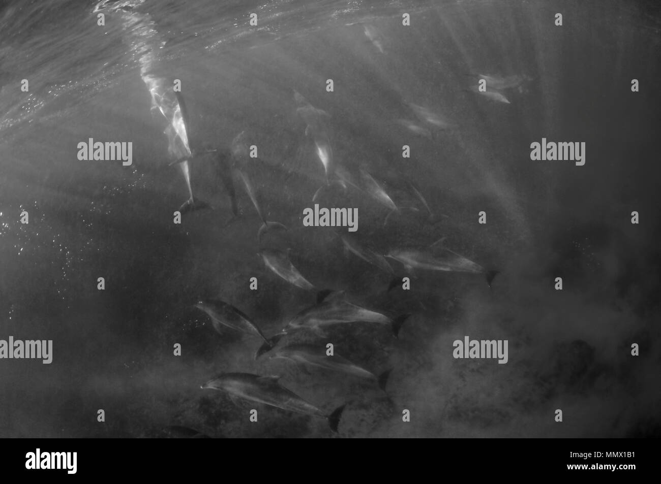I Delfini, Tursiops sp., caffè Bay, Città del Capo orientale costa selvaggia, Sud Africa Foto Stock