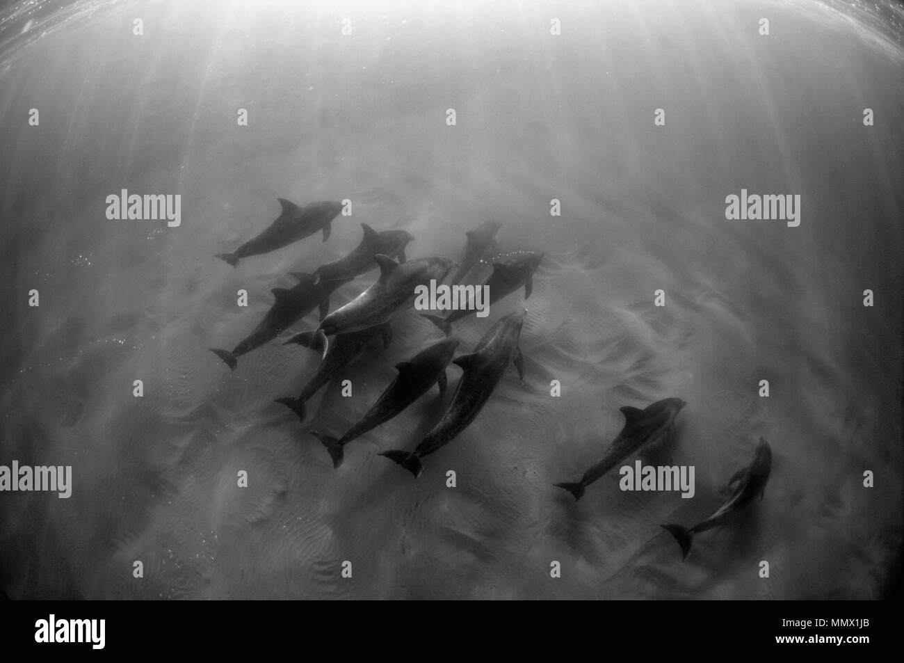 I Delfini, Tursiops sp., caffè Bay, Città del Capo orientale costa selvaggia, Sud Africa Foto Stock