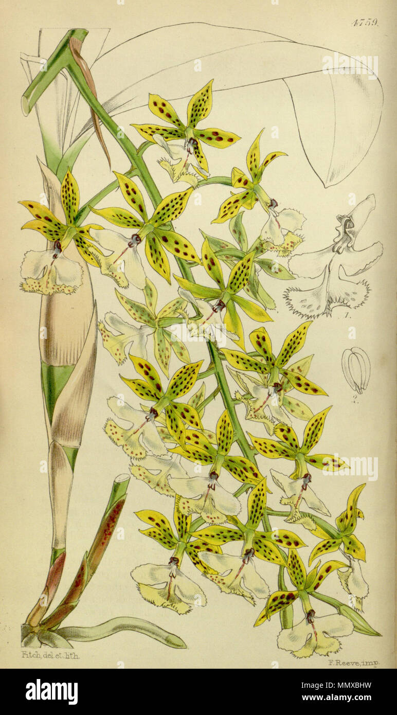 . Illustrazione di Epidendrum stamfordianum . 1854. Walter Hood Fitch (1817-1892) nomi alternativi W. H. Fitch; Walter H. Fitch; Fitch Descrizione incisore britannico e botanico, Data di nascita e morte 28 Febbraio 1817 14 gennaio 1892 Luogo di nascita e morte Glasgow Londra periodo di lavoro 1834-1888 competente controllo : Q1102060 VIAF:?ISNI 12458289:?0000 0000 8091 8938 ULAN:?500124398 LCCN:?n79120942 NLA:?36553990 WorldCat Epidendrum stamfordianum - Curtis' vol. 80 pl. 4754 (1854) Foto Stock . Illustrazione di Epidendrum stamfordianum . 1854. Walter Hood Fitch (1817-1892) nomi alternativi W. H. Fitch; Walter H. Fitch; Fitch Descrizione incisore britannico e botanico, Data di nascita e morte 28 Febbraio 1817 14 gennaio 1892 Luogo di nascita e morte Glasgow Londra periodo di lavoro 1834-1888 competente controllo : Q1102060 VIAF:?ISNI 12458289:?0000 0000 8091 8938 ULAN:?500124398 LCCN:?n79120942 NLA:?36553990 WorldCat Epidendrum stamfordianum - Curtis' vol. 80 pl. 4754 (1854) Foto Stock