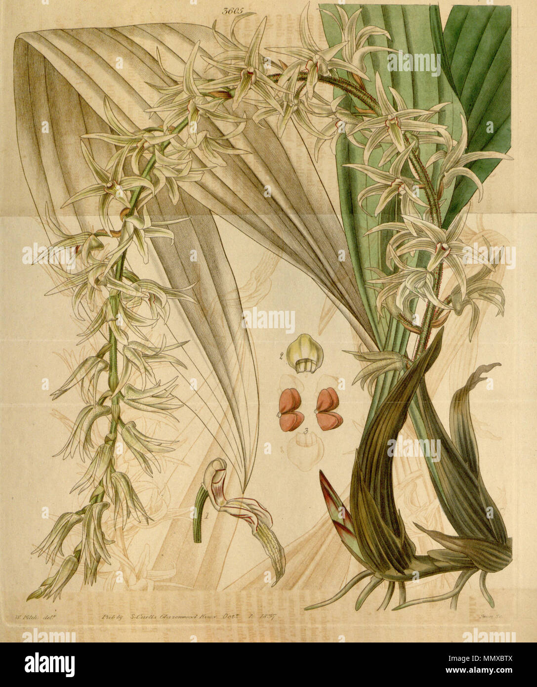 . Illustrazione di Eria javanica (come syn. Eria stellata) . 1837. Walter Hood Fitch (1817-1892) nomi alternativi W. H. Fitch; Walter H. Fitch; Fitch Descrizione incisore britannico e botanico, Data di nascita e morte 28 Febbraio 1817 14 gennaio 1892 Luogo di nascita e morte Glasgow Londra periodo di lavoro 1834-1888 competente controllo : Q1102060 VIAF:?ISNI 12458289:?0000 0000 8091 8938 ULAN:?500124398 LCCN:?n79120942 NLA:?36553990 WorldCat Eria javanica (come Eria stellata) - Curtis' 64 (N.S. 11) pl. 3605 (1837) Foto Stock . Illustrazione di Eria javanica (come syn. Eria stellata) . 1837. Walter Hood Fitch (1817-1892) nomi alternativi W. H. Fitch; Walter H. Fitch; Fitch Descrizione incisore britannico e botanico, Data di nascita e morte 28 Febbraio 1817 14 gennaio 1892 Luogo di nascita e morte Glasgow Londra periodo di lavoro 1834-1888 competente controllo : Q1102060 VIAF:?ISNI 12458289:?0000 0000 8091 8938 ULAN:?500124398 LCCN:?n79120942 NLA:?36553990 WorldCat Eria javanica (come Eria stellata) - Curtis' 64 (N.S. 11) pl. 3605 (1837) Foto Stock