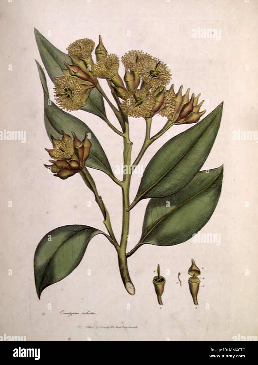 . Si tratta di una immagine di una stampa di una mano incisione colorata da James Sowerby (1757-1822), basato sul disegno nominalmente da Giovanni bianco ma probabilmente dall'artista trusty Thomas Watling. È apparso come Tab. XIII in James Edward Smith 1793 un provino di botanica di New Holland. L'impianto illustrato è robusta di eucalipto. Il testo di accompagnamento spiega la figura così: 1. 1. Un giovane fiore. 2. Calice. 3. Coperchio. 4. Durata della batteria Stamina non pieno cresciuto. 5. Una completa stame. 6. Stile. . 1793. James Sowerby eucalipto robusta (Sowerby) Foto Stock