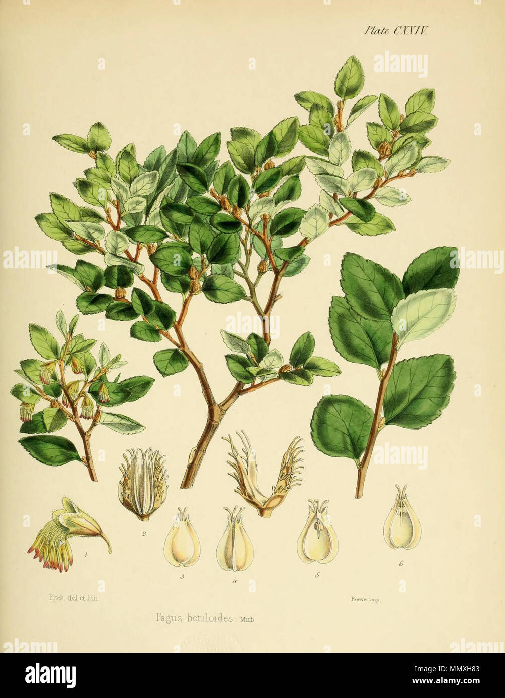 . Inglese: jpg della piastra CXXIV di Hooker la flora antartica. Fagus betuloides Mirb. . 1844. Walter Hood Fitch (1817-1892) nomi alternativi W. H. Fitch; Walter H. Fitch; Fitch Descrizione incisore britannico e botanico, Data di nascita e morte 28 Febbraio 1817 14 gennaio 1892 Luogo di nascita e morte Glasgow Londra periodo di lavoro 1834-1888 competente controllo : Q1102060 VIAF:?ISNI 12458289:?0000 0000 8091 8938 ULAN:?500124398 LCCN:?n79120942 NLA:?36553990 WorldCat flora antartica CXXIV piastra Foto Stock . Inglese: jpg della piastra CXXIV di Hooker la flora antartica. Fagus betuloides Mirb. . 1844. Walter Hood Fitch (1817-1892) nomi alternativi W. H. Fitch; Walter H. Fitch; Fitch Descrizione incisore britannico e botanico, Data di nascita e morte 28 Febbraio 1817 14 gennaio 1892 Luogo di nascita e morte Glasgow Londra periodo di lavoro 1834-1888 competente controllo : Q1102060 VIAF:?ISNI 12458289:?0000 0000 8091 8938 ULAN:?500124398 LCCN:?n79120942 NLA:?36553990 WorldCat flora antartica CXXIV piastra Foto Stock