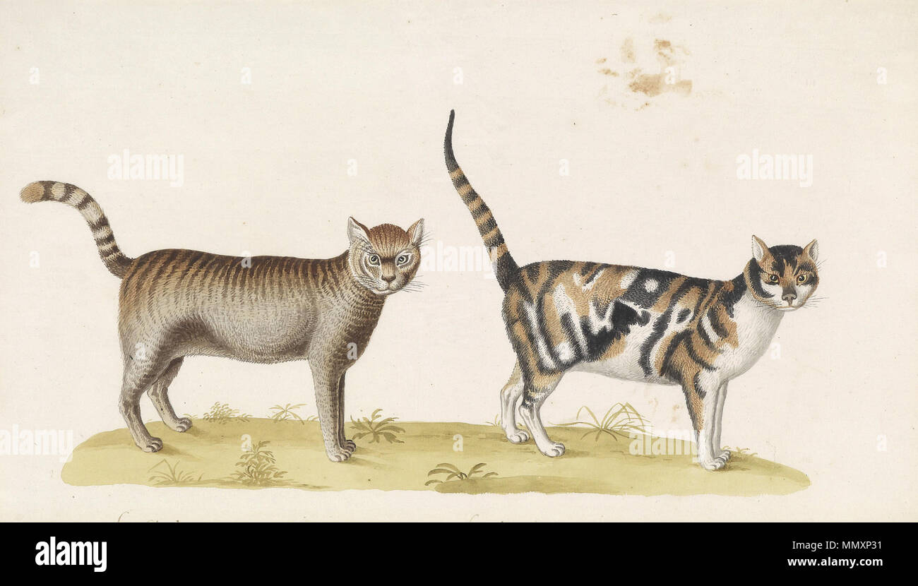 Franz Anton von Scheidel Le Chat Sauvage Le Chat D'éspagne Foto Stock