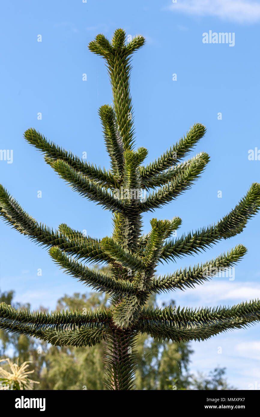 Monkey Puzzle Tree, Brödgran (Araucaria araucana) Foto Stock