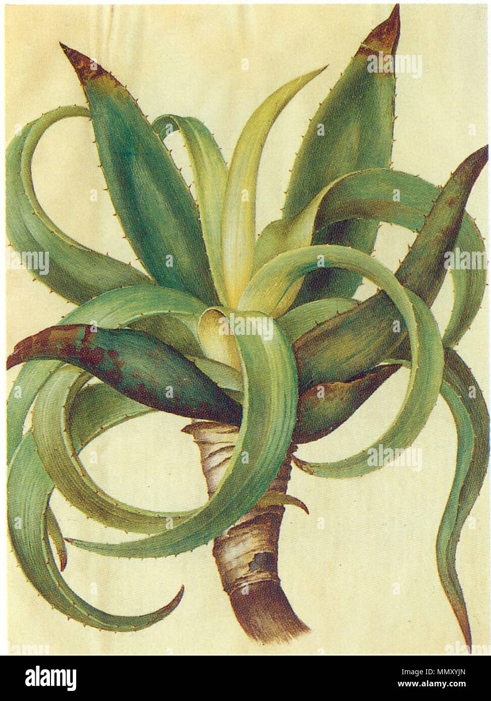 . Aloe vera (L.) Burm. F. (Aloe vulgaris willd.), tempera su carta pergamena in: Gottorfer Codex . tra 1649 e 1659. Hans-Simon Holtzbecker Gc11 aloe Foto Stock