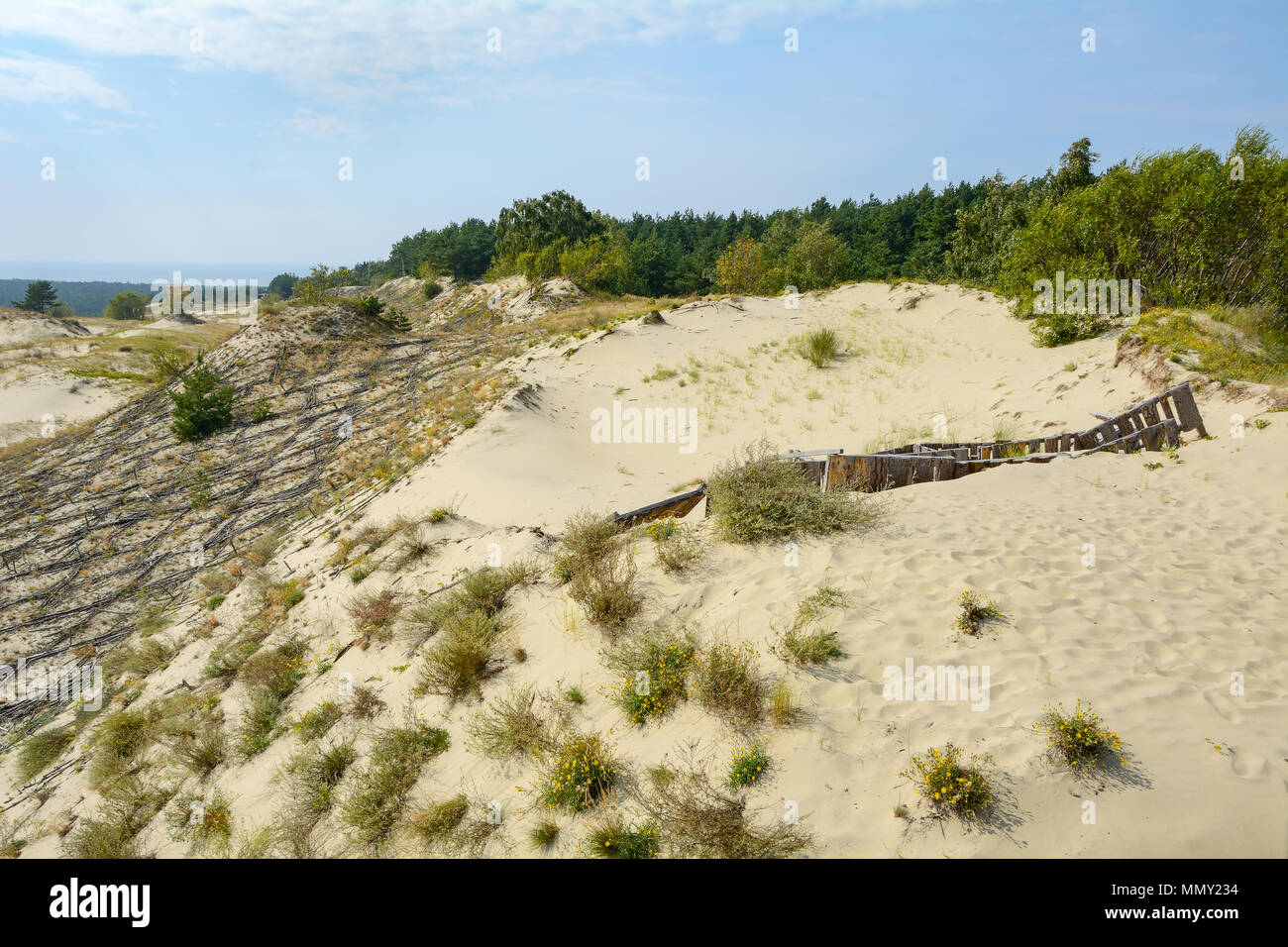 Un caratteristico paesaggio di dune di sabbia sulla Penisola di Curon (Kurshskaya Kosa), la regione di Kaliningrad Foto Stock