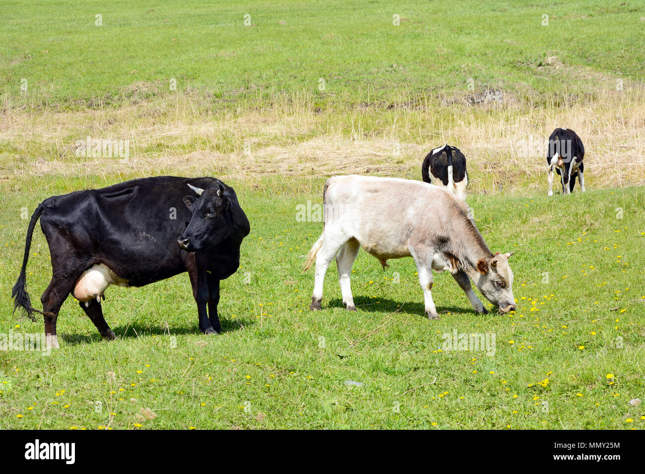Villaggio le mucche pascolano sul primo verde erba di prato a molla Foto Stock
