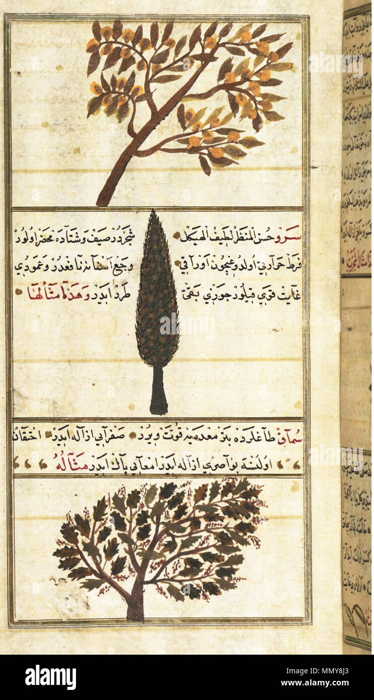 Inglese Un Albero Di Mele Cotogne Un Cipresso E Un Albero Di Sommacco In Zakariya Al