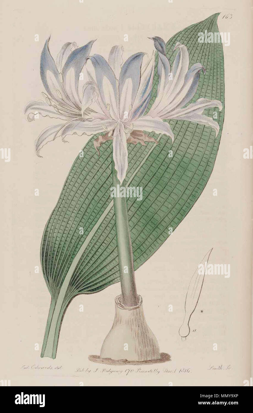 . Griffinia hyacinthina . 1816. Smith Griffinia hyacinthina 163 Foto Stock