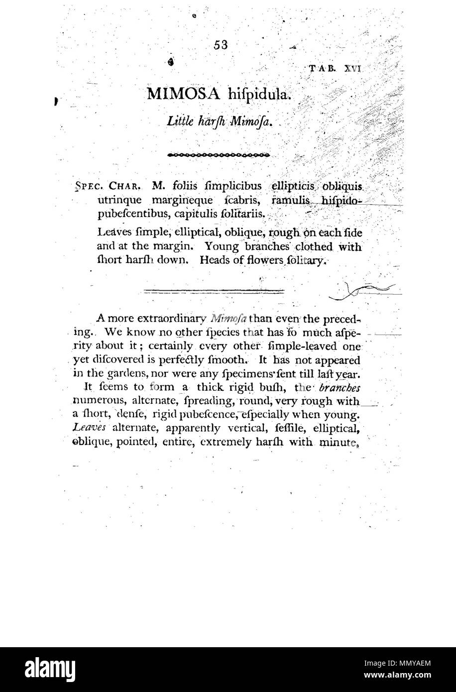. Questa è una pagina da James Edward Smith è ''Un provino di botanica di New Holland, il primo separatamente pubblicato libro sulla flora di Australia. Il lavoro originale è di dominio pubblico in virtù del suo autore avente morì molti anni fa. La scansione è recente, ma poiché si tratta di una pedissequa copia di un bidimensionale per lavoro e dato che la scansione è stata eseguita negli Stati Uniti, anche essa è di pubblico dominio. Un campione della botanica di New Holland - p. 53 Foto Stock . Questa è una pagina da James Edward Smith è ''Un provino di botanica di New Holland, il primo separatamente pubblicato libro sulla flora di Australia. Il lavoro originale è di dominio pubblico in virtù del suo autore avente morì molti anni fa. La scansione è recente, ma poiché si tratta di una pedissequa copia di un bidimensionale per lavoro e dato che la scansione è stata eseguita negli Stati Uniti, anche essa è di pubblico dominio. Un campione della botanica di New Holland - p. 53 Foto Stock