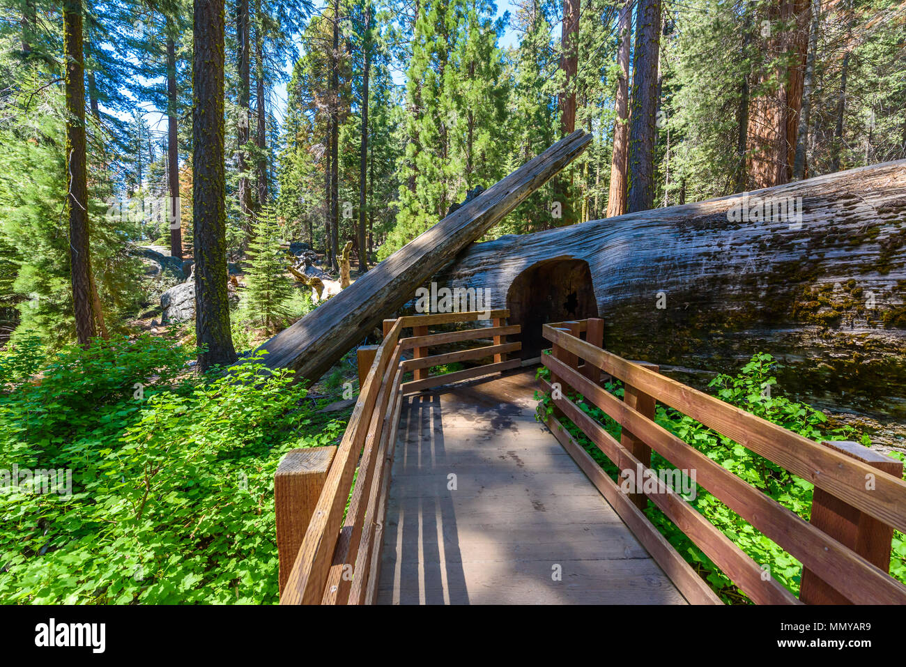 Sequoia gigante foresta - gli alberi più grandi sulla Terra in Sequoia National Park, California, Stati Uniti d'America Foto Stock