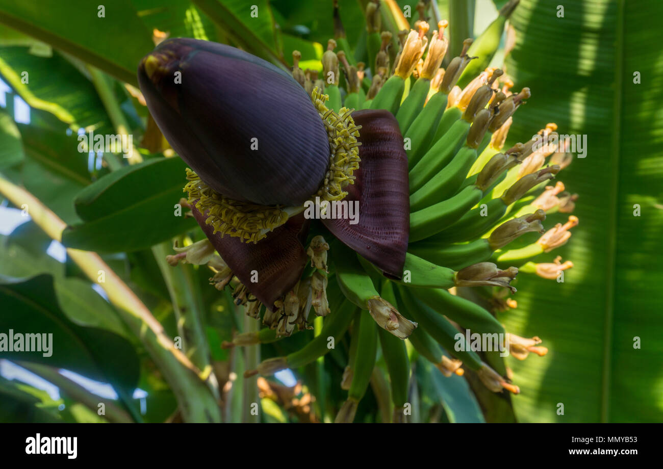 Unrip banane fresche con banana blossom fiore. messa a fuoco selettiva Foto Stock