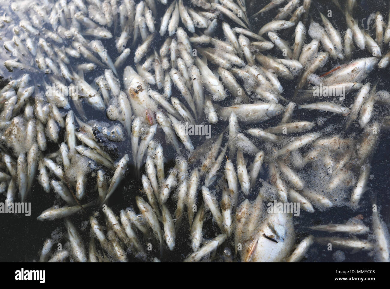 Centinaia di pesci morti in acqua contaminata Foto Stock