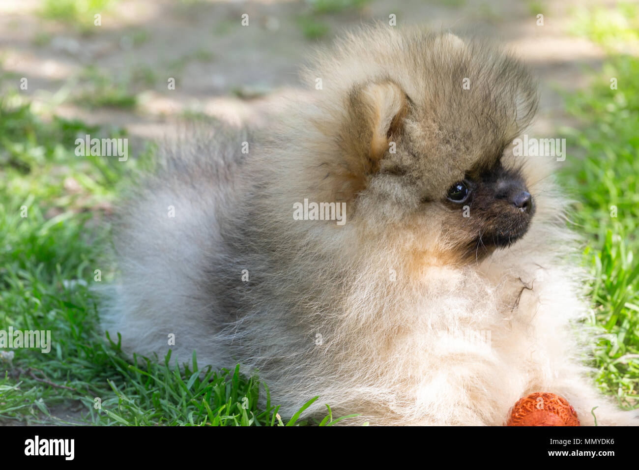 Carino fluffy Pomerania Soggiorno cane sull'erba. Cucciolo di Spitz. Foto Stock