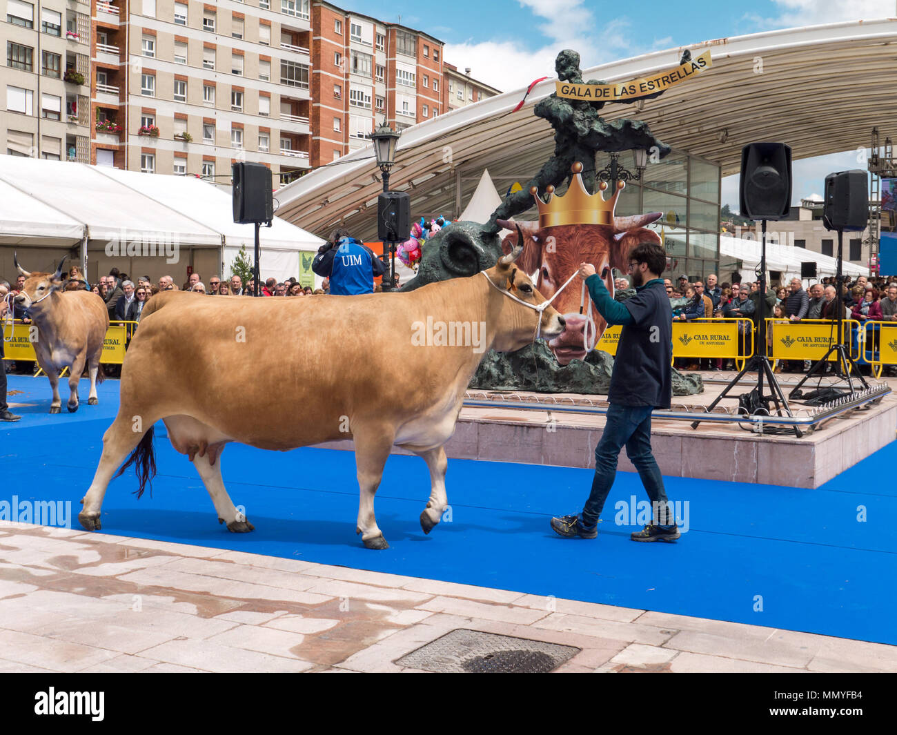 OVIEDO, Spagna - 12 Maggio 2018: mucche presso l'allevamento mostra presso il Plaza Ferroviarios Asturianos sulla Fiera di ascensione, Oviedo, Spagna. Foto Stock