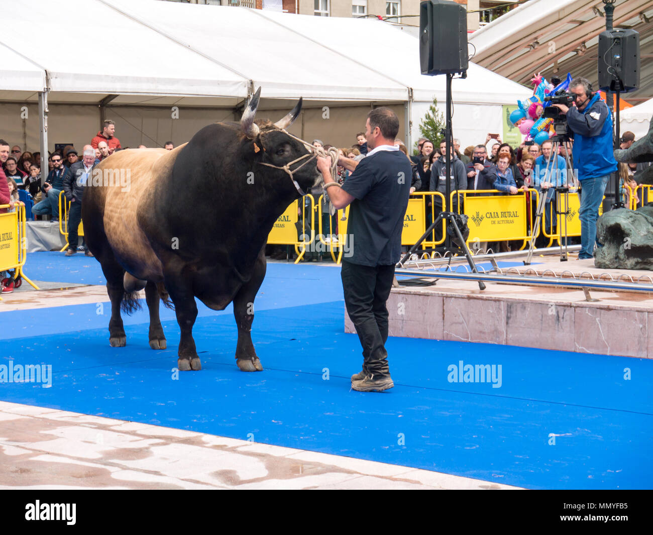 OVIEDO, Spagna - 12 Maggio 2018: Grande bull sull'allevamento mostra presso il Plaza Ferroviarios Asturianos sulla Fiera di ascensione, Oviedo, Spagna. Foto Stock