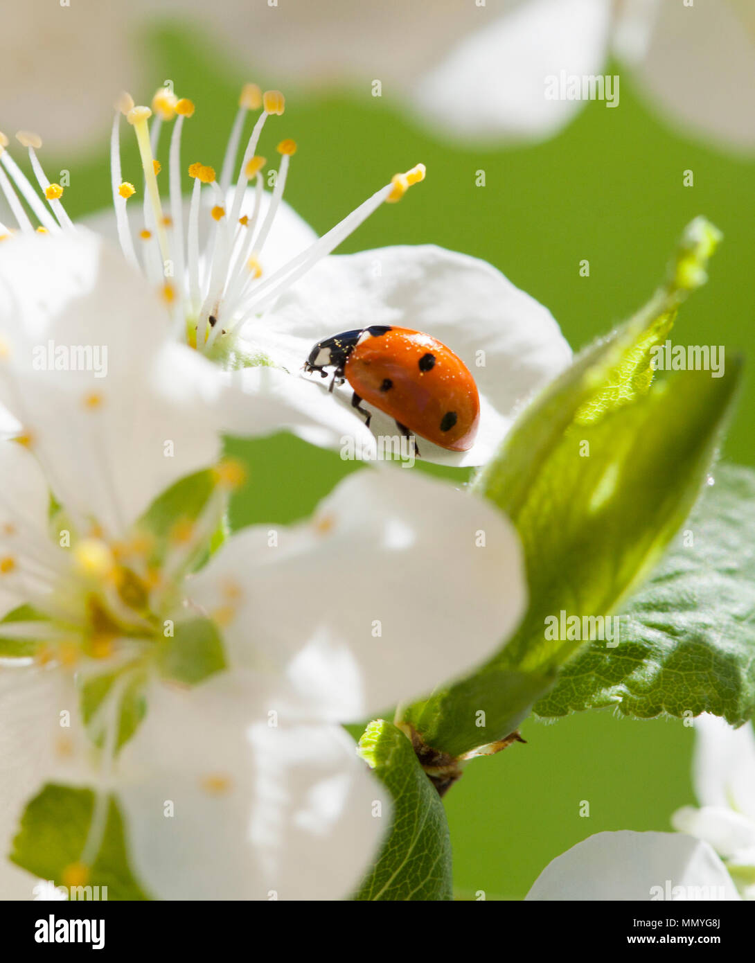 Signora scarabeo o Ladybug 2018 in fiore Foto Stock