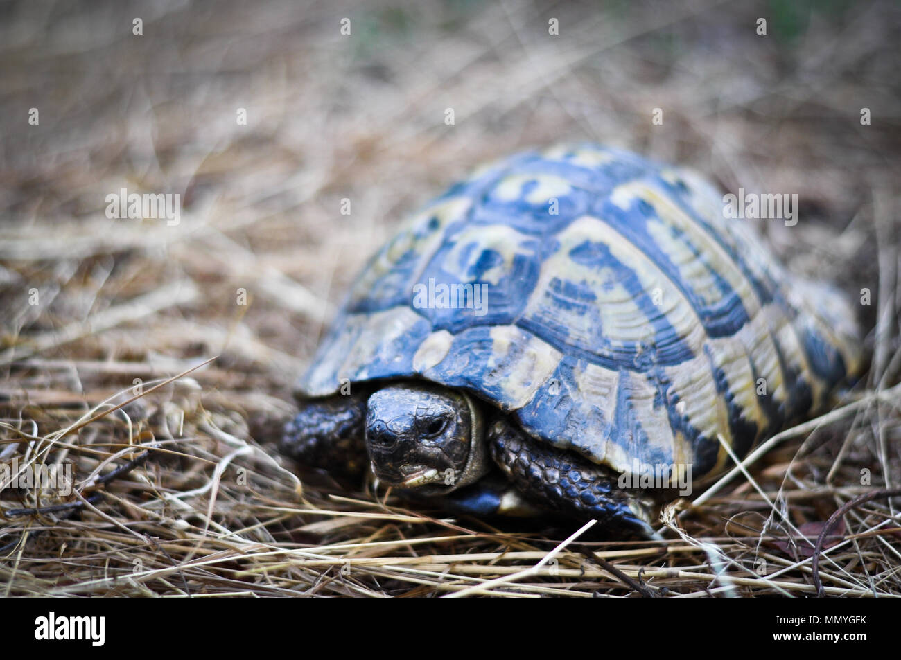 Close up di appoggio della tartaruga Foto Stock