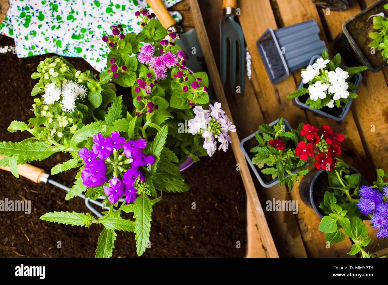 Fiori freschi e utensili da giardinaggio nel suolo Foto Stock