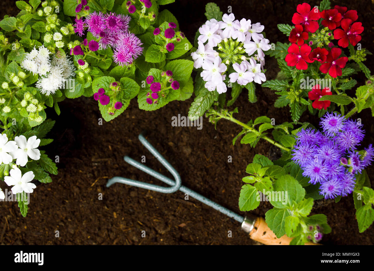 Fiori freschi e utensili da giardinaggio nel suolo Foto Stock