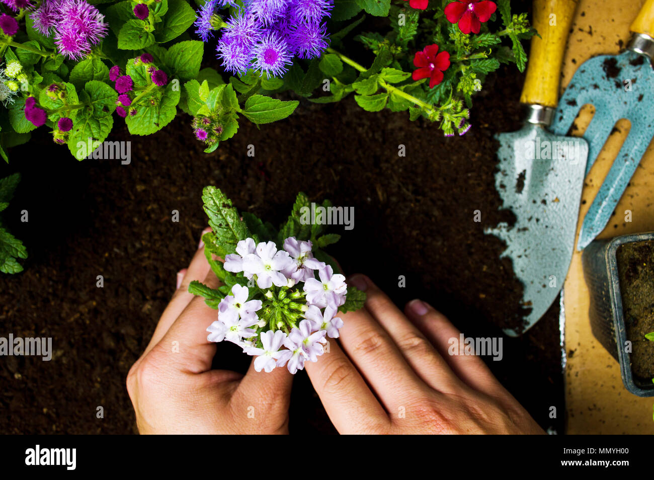 Giardiniere piantare fiori nel suolo di prospettiva in prima persona Foto Stock