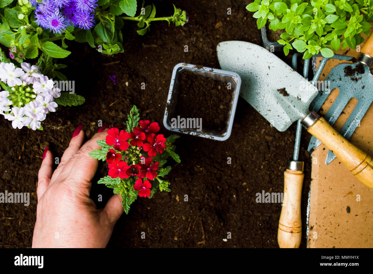 Donna piantare fiori nel suolo di prospettiva in prima persona Foto Stock