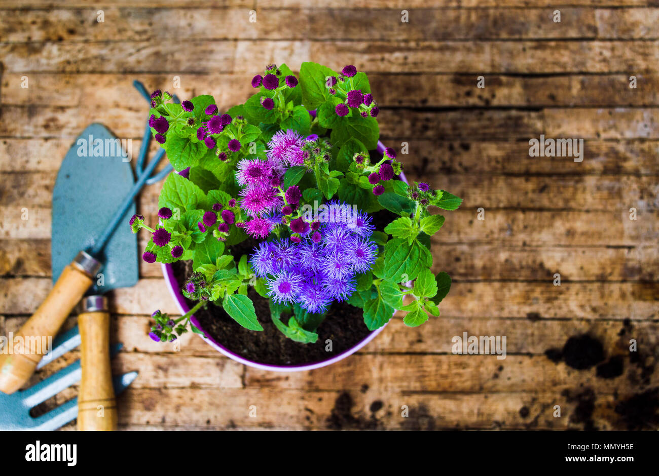Vasi di fiore e utensili da giardinaggio vista superiore Foto Stock