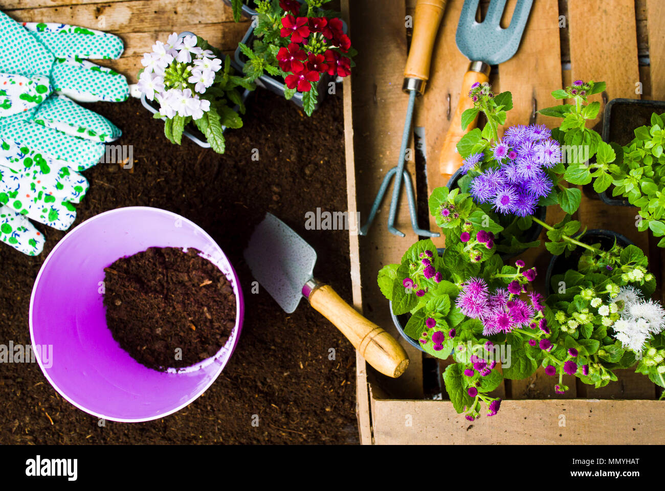Fiori colorati e utensili da giardinaggio nel terreno in vista superiore Foto Stock