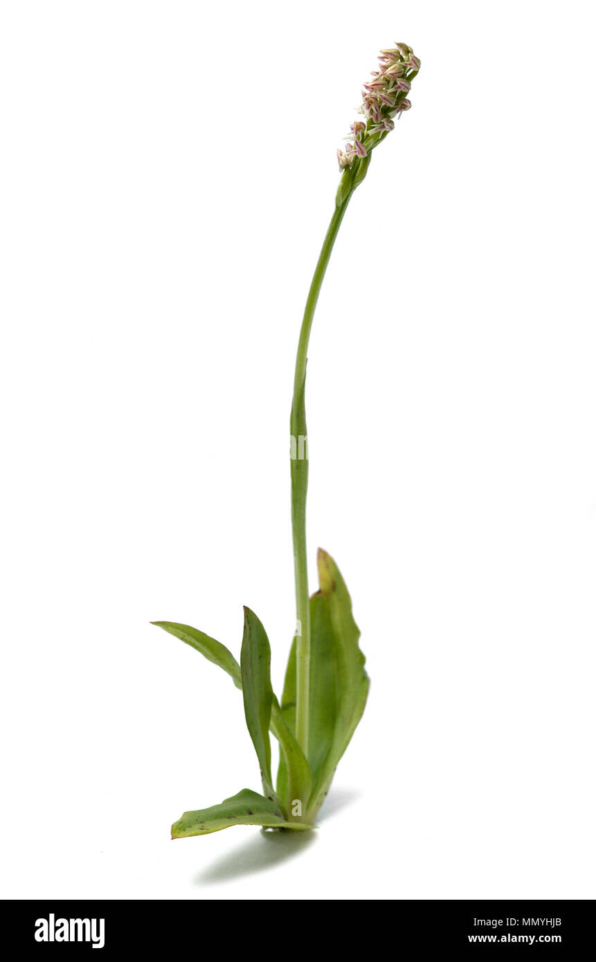 Ligther forma di un denso Wild Orchid fiorito (Neotinea maculata) isolate su uno sfondo bianco. Impianto completo. Vila Viçosa, Portogallo. Foto Stock