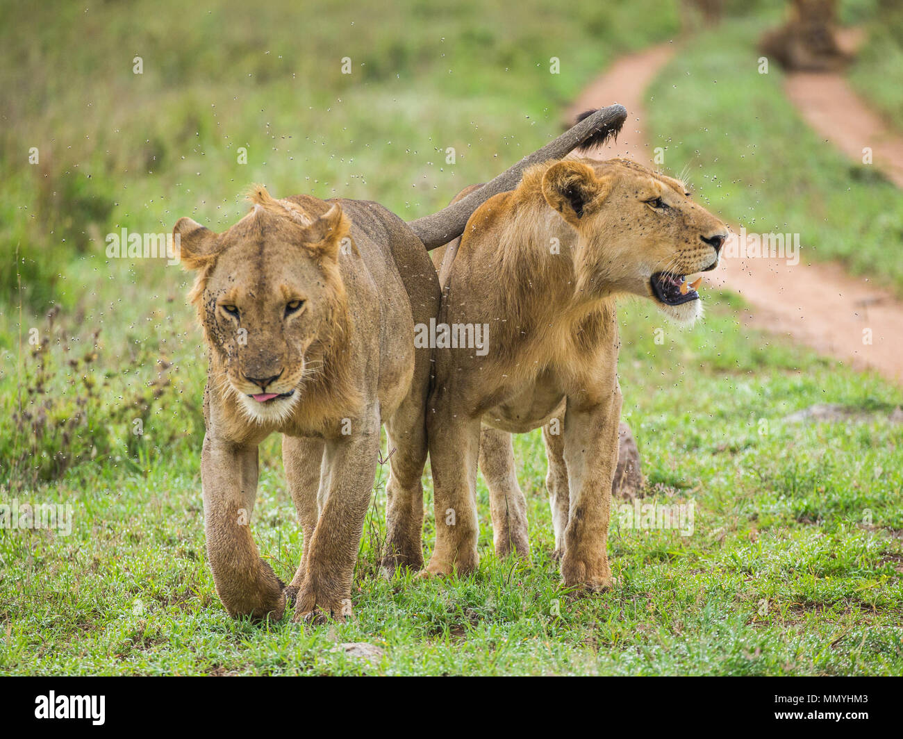 Due leonessa vanno su savannah. Parco nazionale del Serengeti. Tanzania. Foto Stock