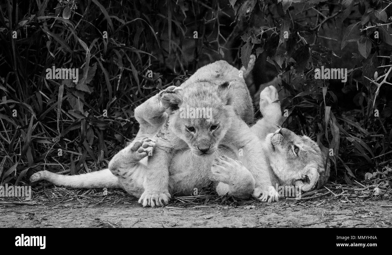 Due lion cubs a giocare nel parco nazionale del Serengeti. L'Africa. Tanzania. Parco Nazionale del Serengeti. Foto Stock