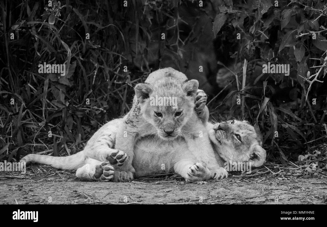 Due lion cubs a giocare nel parco nazionale del Serengeti. L'Africa. Tanzania. Parco Nazionale del Serengeti. Foto Stock