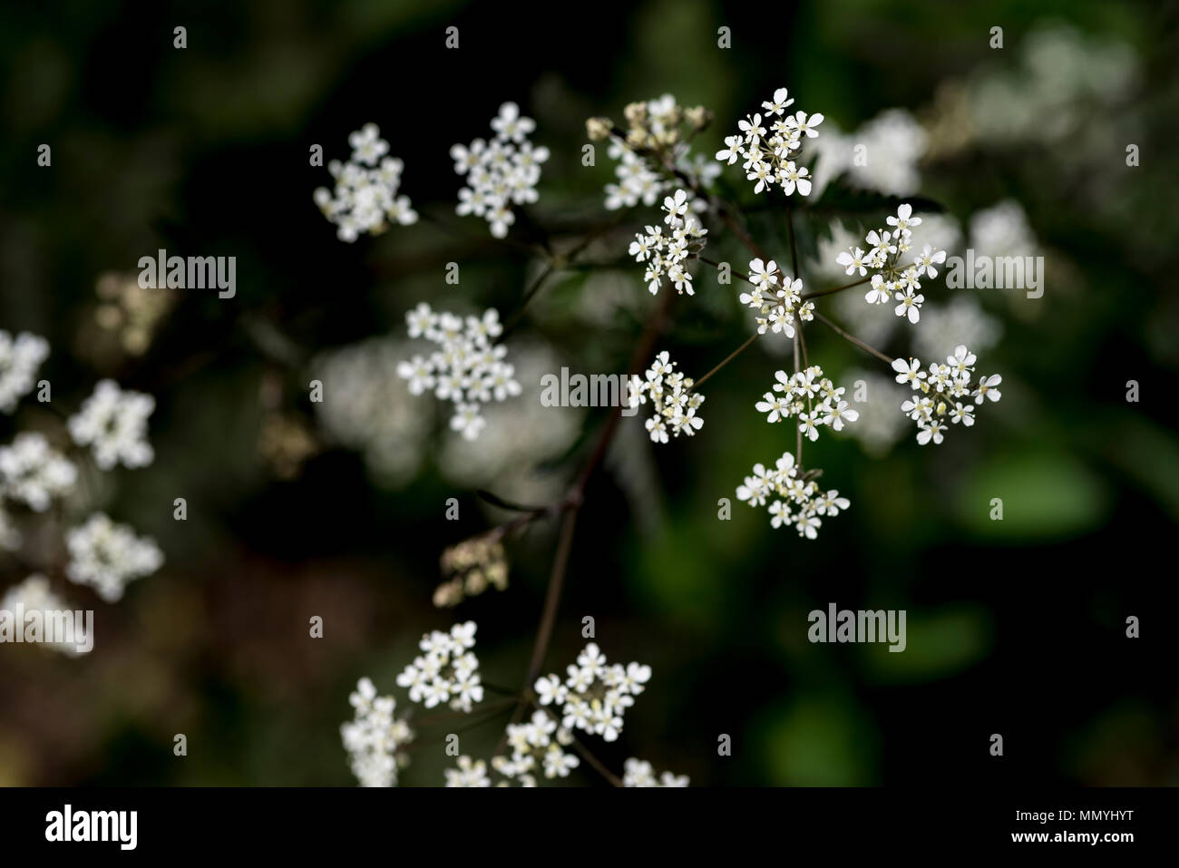Anthriscus sylvestris Ravenswing, apiaceae. Mucca prezzemolo, fiori di colore bianco. Foto Stock