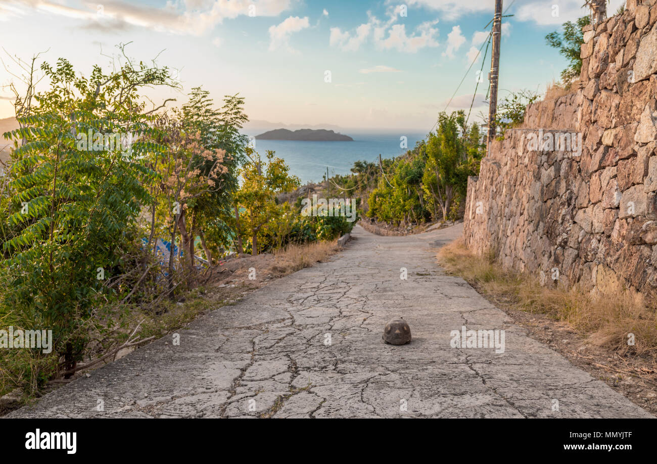 Grande tartaruga in strada a st barts con carribean ocean in background Foto Stock