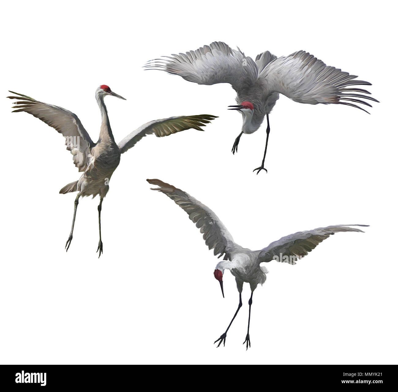 Gru Sandhill pittura isolati su sfondo bianco Foto Stock