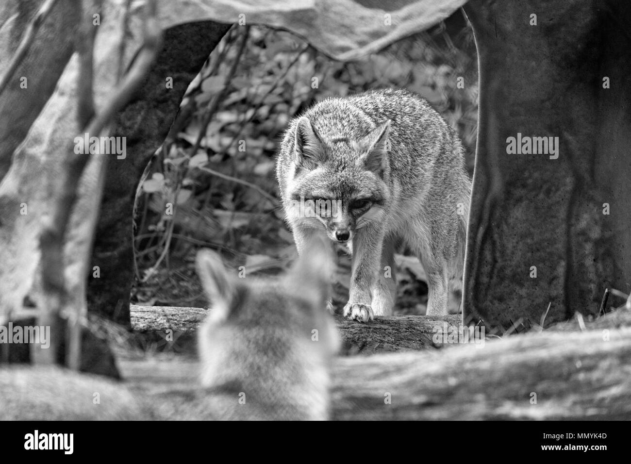 Due volpi grigie (Urocyon cinereoargenteus) spy ciascun altro attraverso una apertura di roccia, guardando come immagini speculari, all'WNC Centro Natura in Asheville, Foto Stock