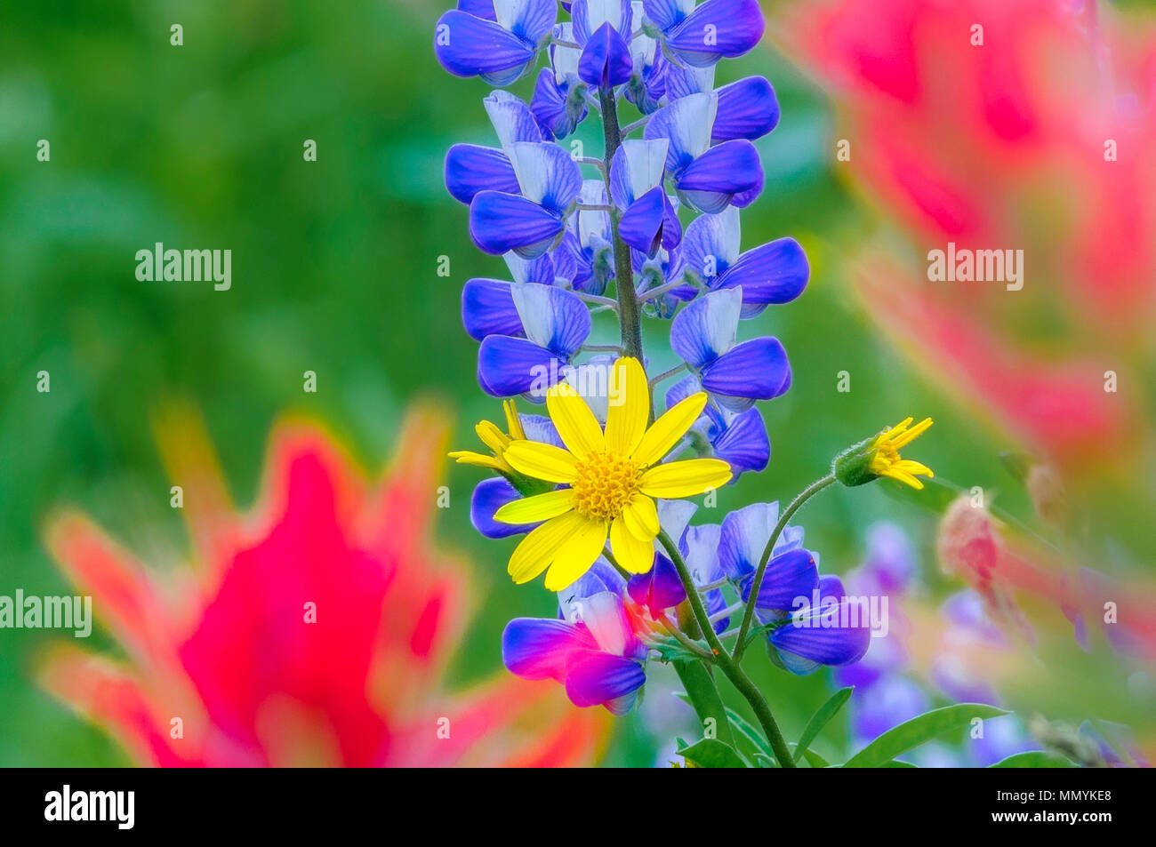 Fiori Selvatici, Mount Revelstoke National Park, Selkirk Mountains, British Columbia, Canada Foto Stock