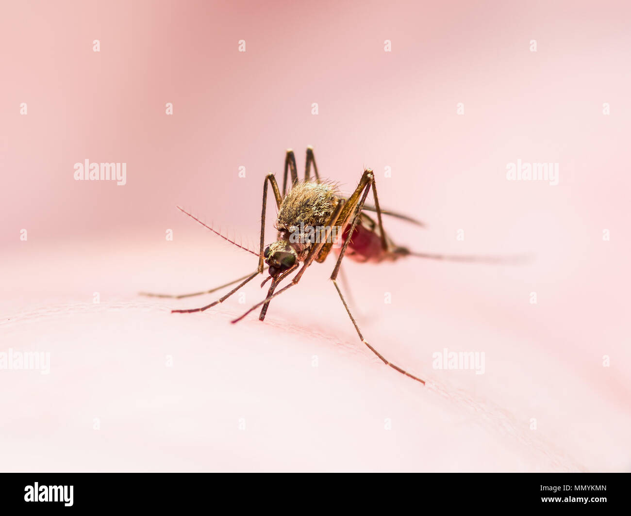 La febbre gialla, la malaria o Virus Zika zanzara infetta Macro di insetti Foto Stock