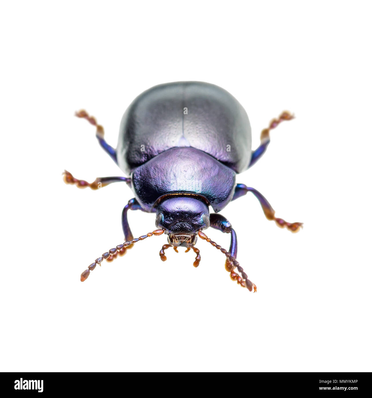 Chrysolina Coerulans Blue foglia di menta Beetle Macro di insetti isolato su bianco Foto Stock