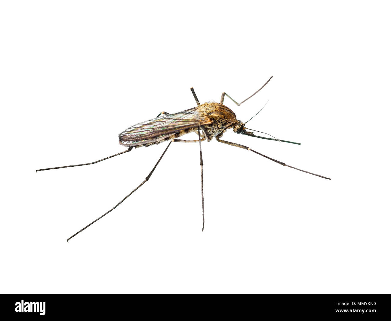 La febbre gialla, la malaria o Zika infettate da virus insetto zanzara isolato su bianco Foto Stock