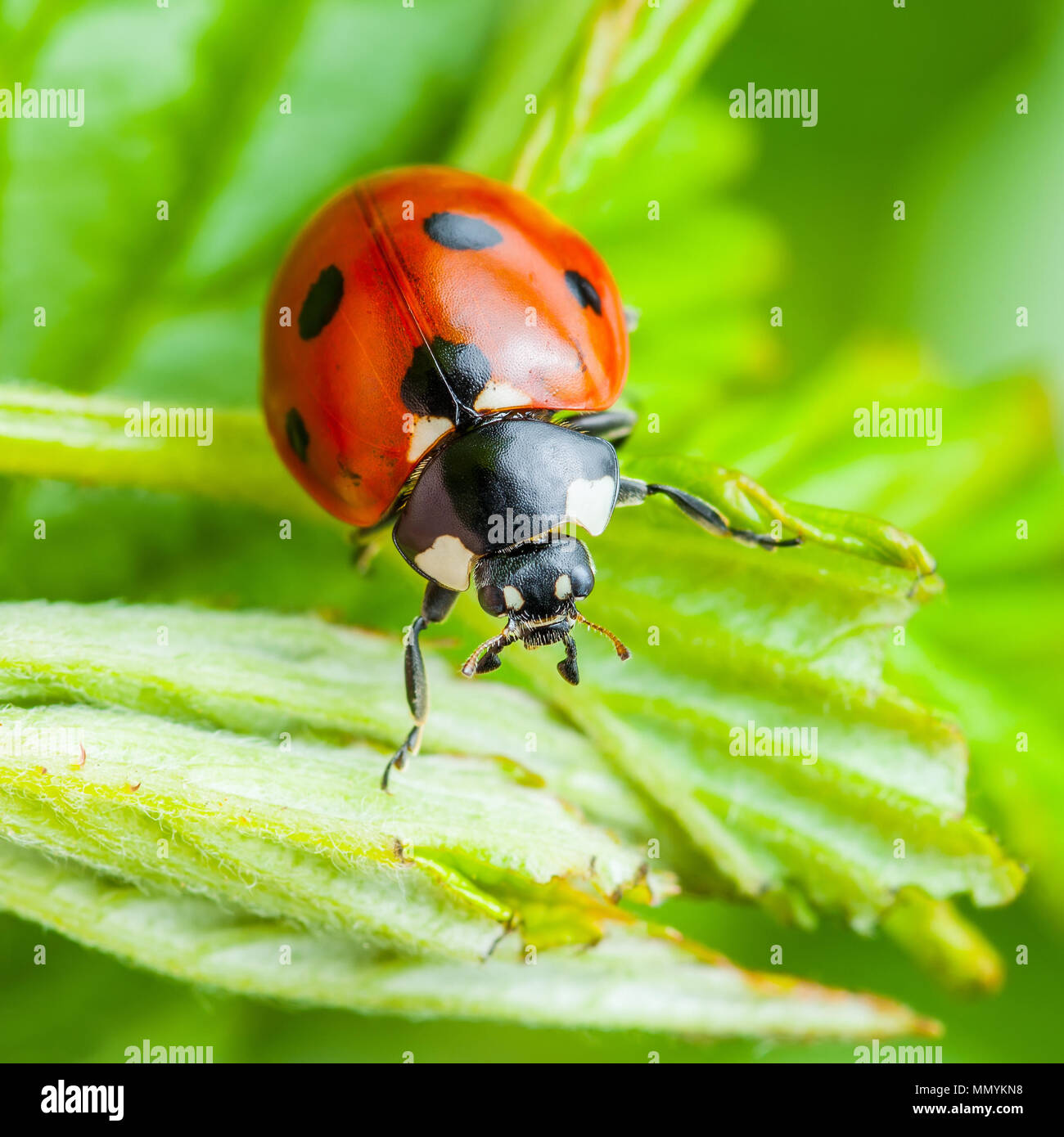 Coccinella insetto foglia sulla macro Foto Stock