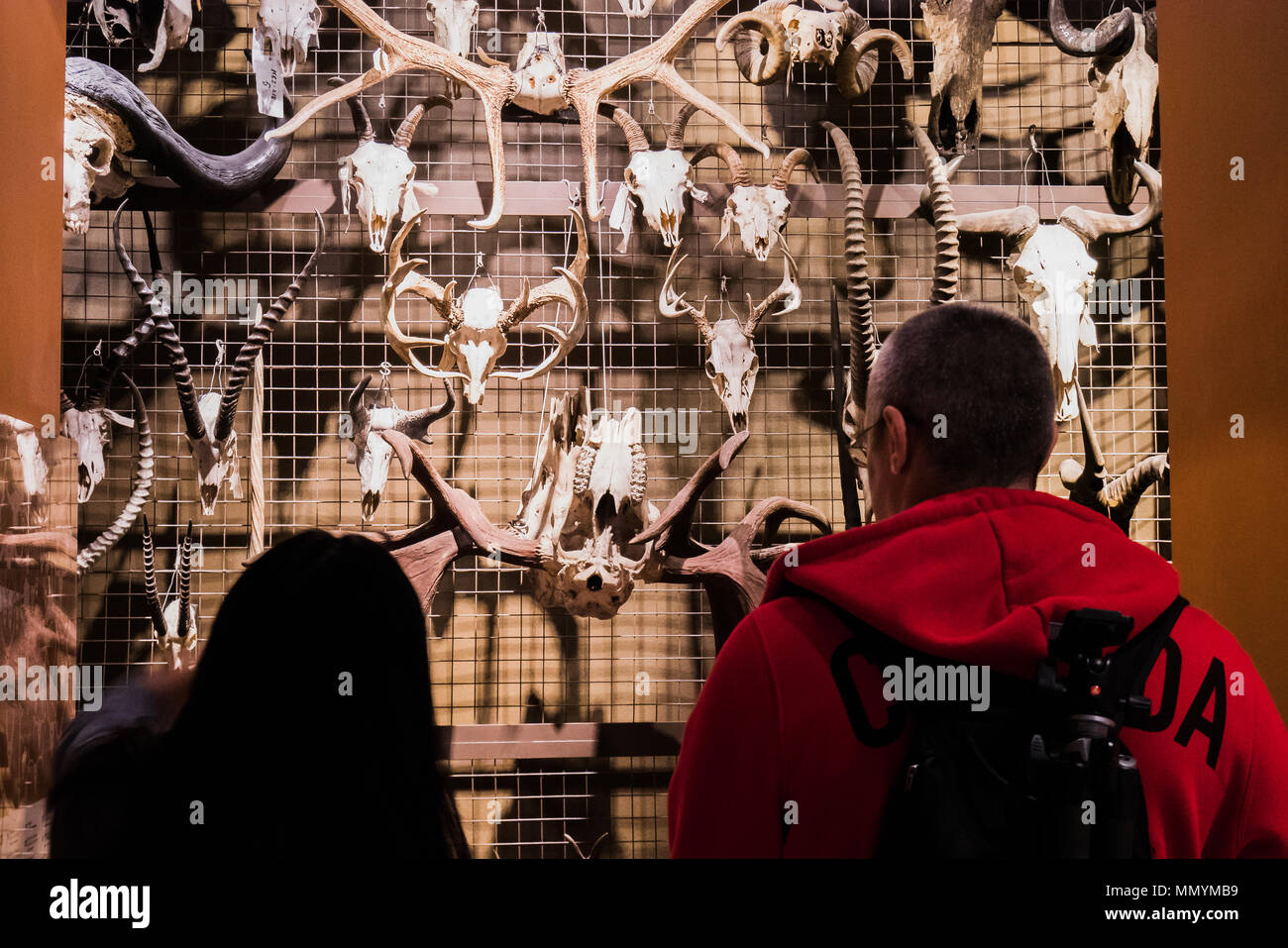 Due i visitatori del museo di fronte a un muro di scheletri di animali Foto Stock