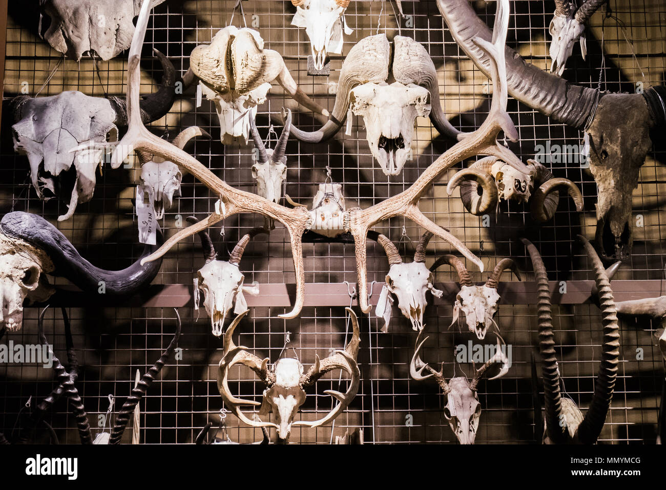 Scheletri di animali appeso alla recinzione metallica Foto Stock