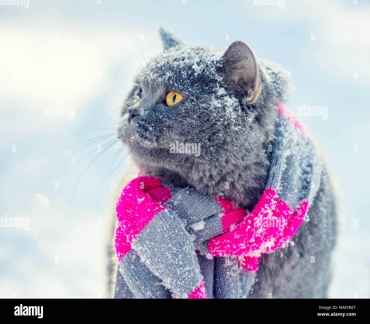 Blue Britannico Gatto Seduto Nella Neve Profonda In Inverno St