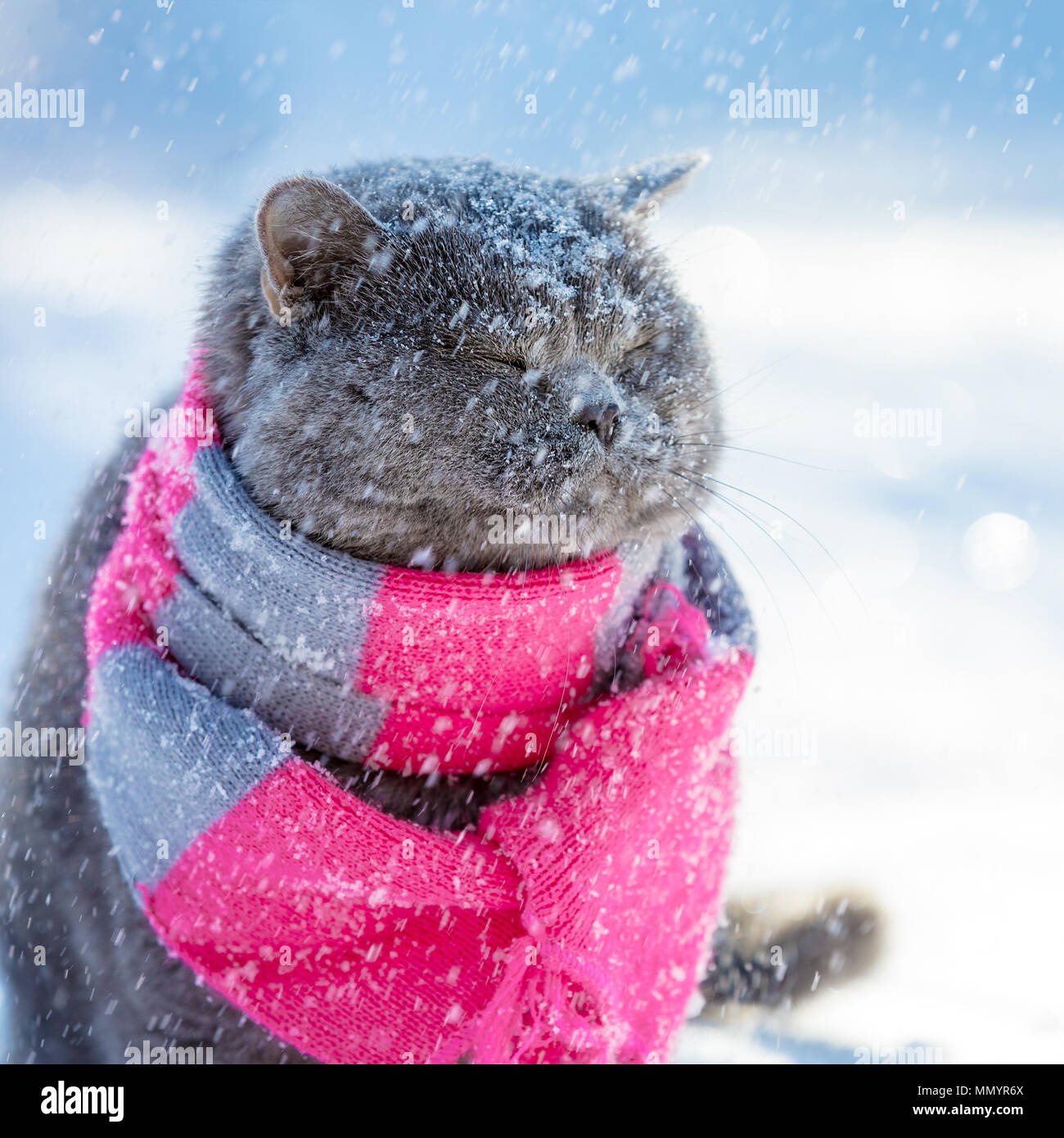 Blue Britannico gatto seduto nella neve profonda in inverno st tempesta di neve. Gatto con indosso sciarpa lavorata a maglia Foto Stock