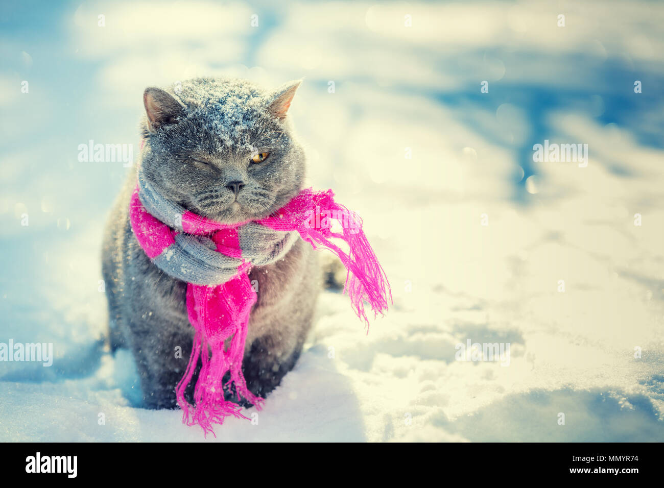 Blue Britannico gatto seduto nella neve profonda in inverno st tempesta di neve. Gatto con indosso sciarpa lavorata a maglia Foto Stock