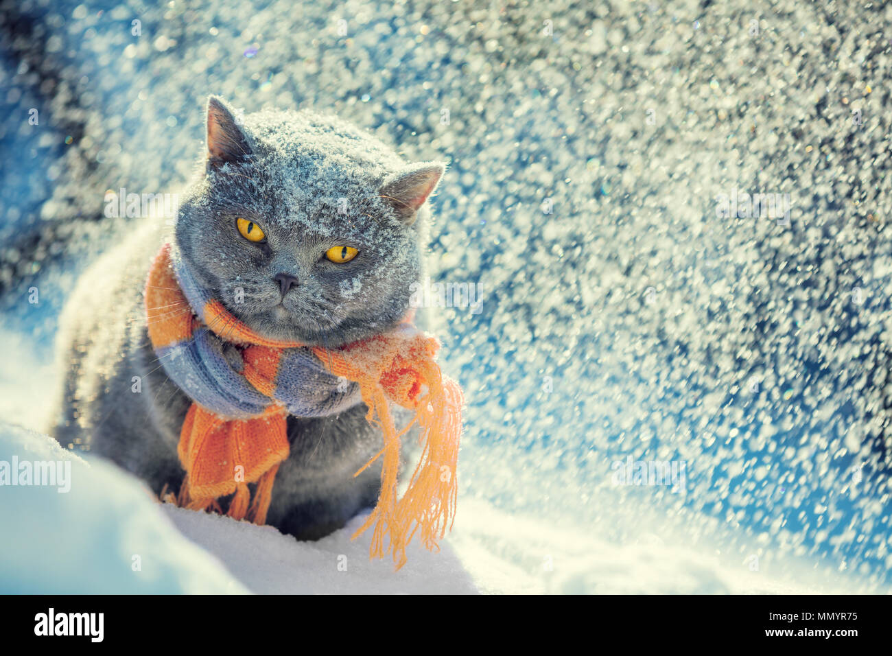 Blue Britannico gatto seduto nella neve profonda in inverno st tempesta di neve. Gatto con indosso sciarpa lavorata a maglia Foto Stock