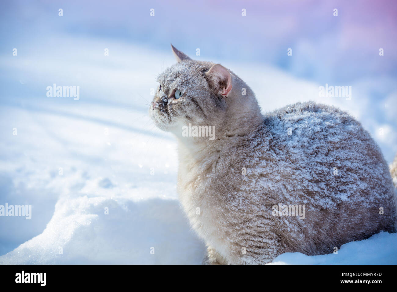 Cat passeggiate all'aperto nella neve profonda in inverno Foto Stock