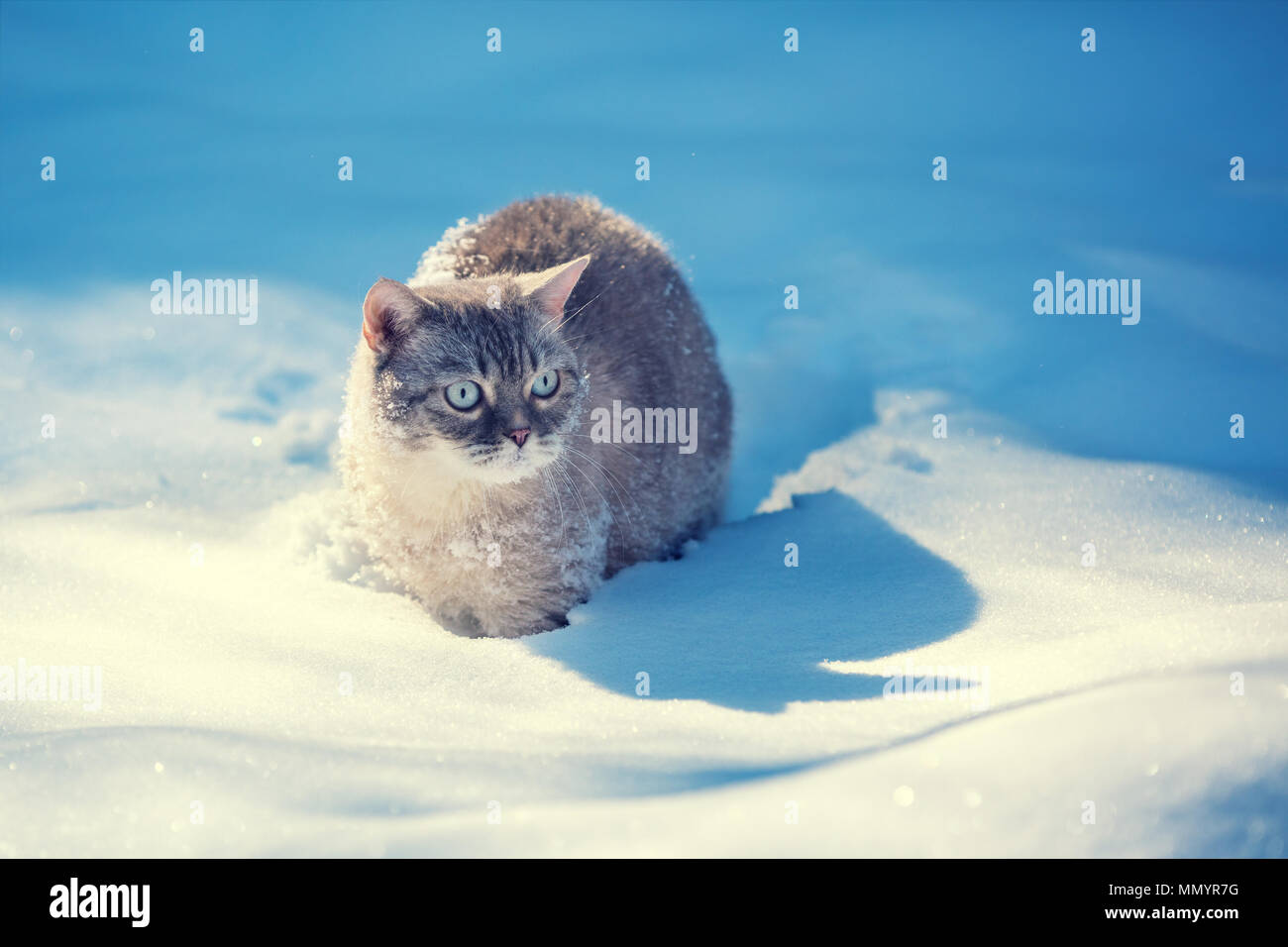 Cat passeggiate all'aperto nella neve profonda in inverno Foto Stock