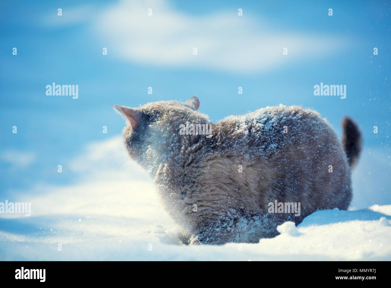 Cat passeggiate all'aperto nella neve profonda in inverno Foto Stock